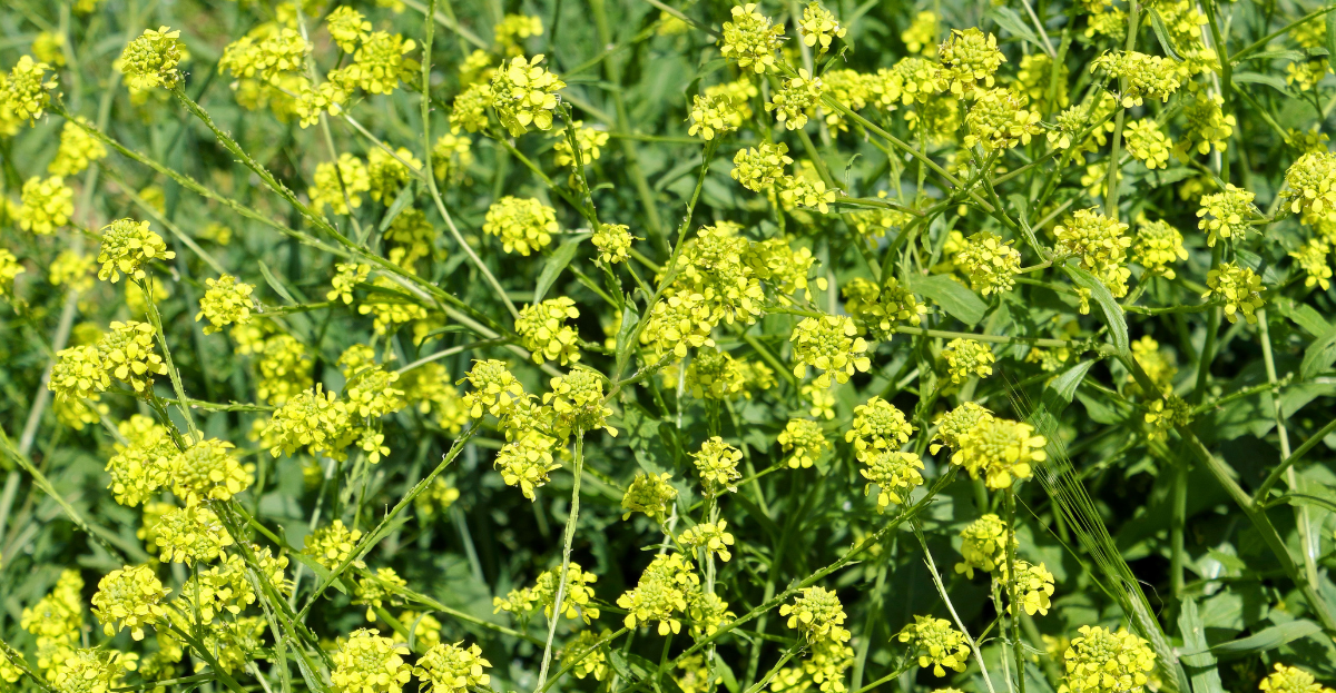 White Mustard